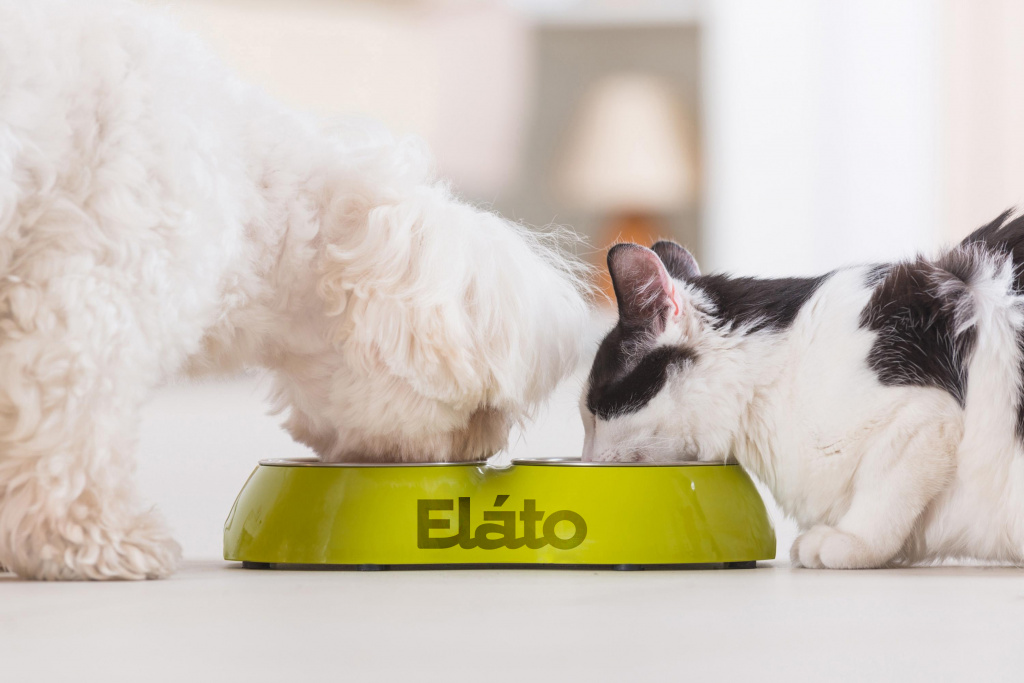 depositphotos_57751619-stock-photo-dog-and-cat-eating-food.jpg