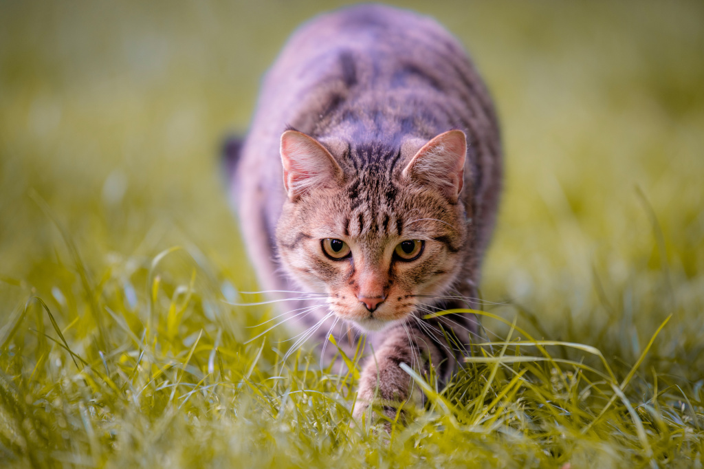 2020Animals___Cats_Gray_cat_sneaking_on_green_grass_144461_.jpg