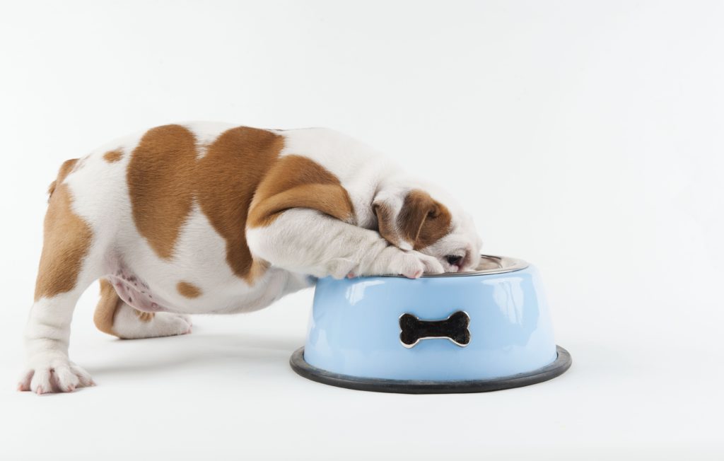 bulldog-puppy-eating-from-dog-bowl-on-white-background-148201836-59c82624054ad90011837798.jpg